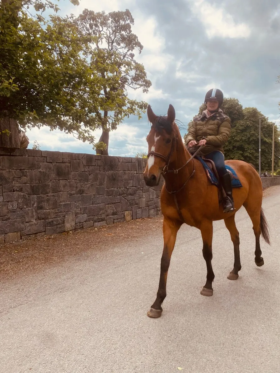 Tb Gelding - Image 1