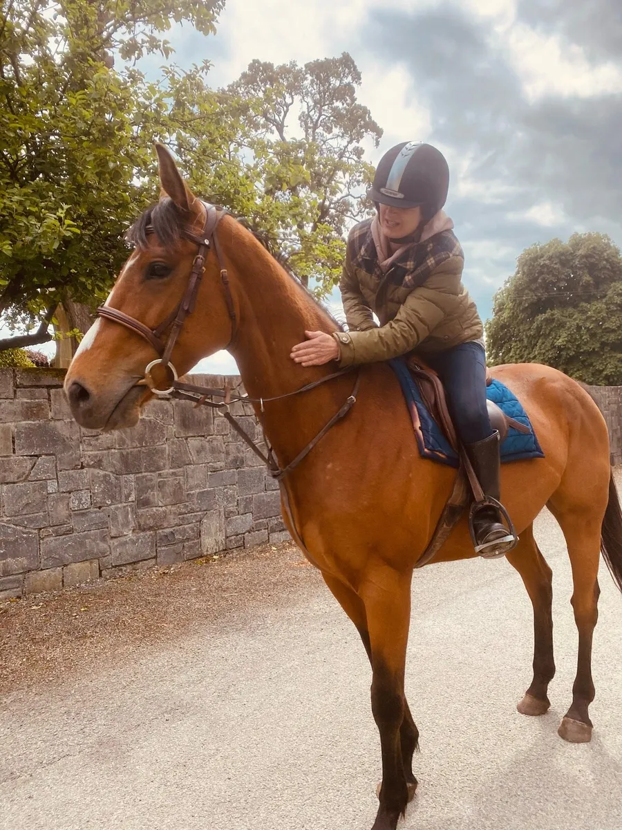 Tb Gelding - Image 2