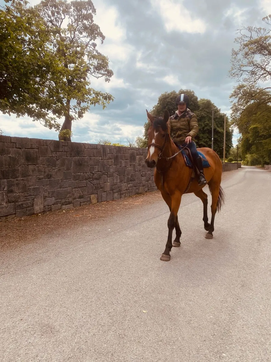 Tb Gelding - Image 3