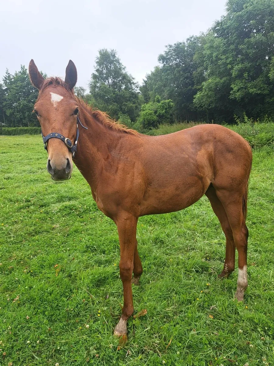 Thoroughbred Yearling - Image 1