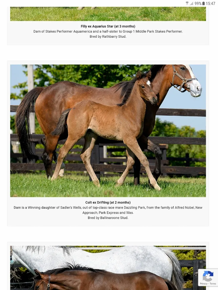 Thoroughbred Yearling - Image 2