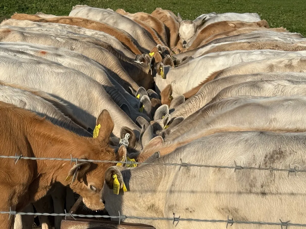 40 CHARLAOIS WEANLINGS ( AI BRED) - Image 2