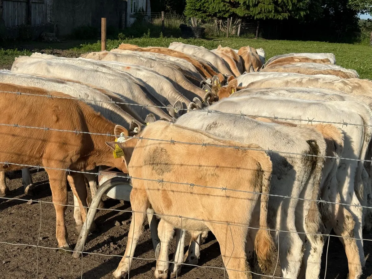 40 CHARLAOIS WEANLINGS ( AI BRED) - Image 4