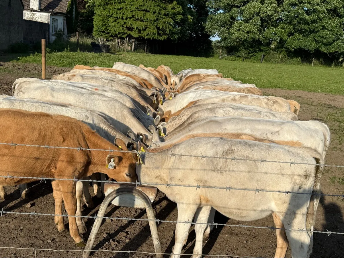 40 CHARLAOIS WEANLINGS ( AI BRED) - Image 1
