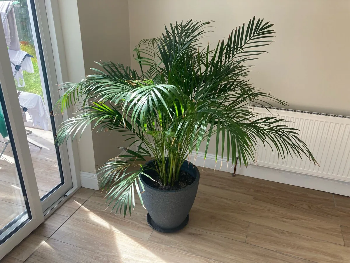 Free plant