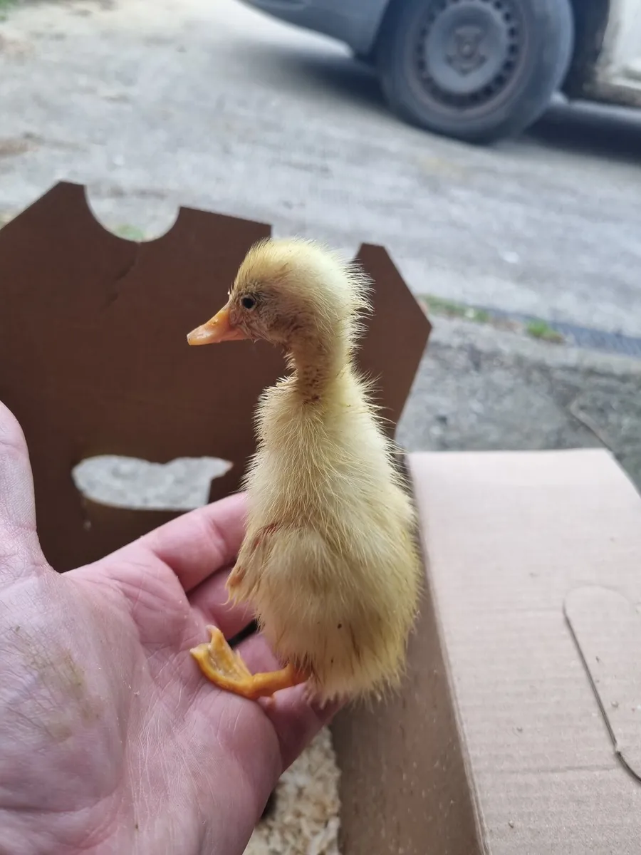 Muscovy duck and ducklings - Image 2
