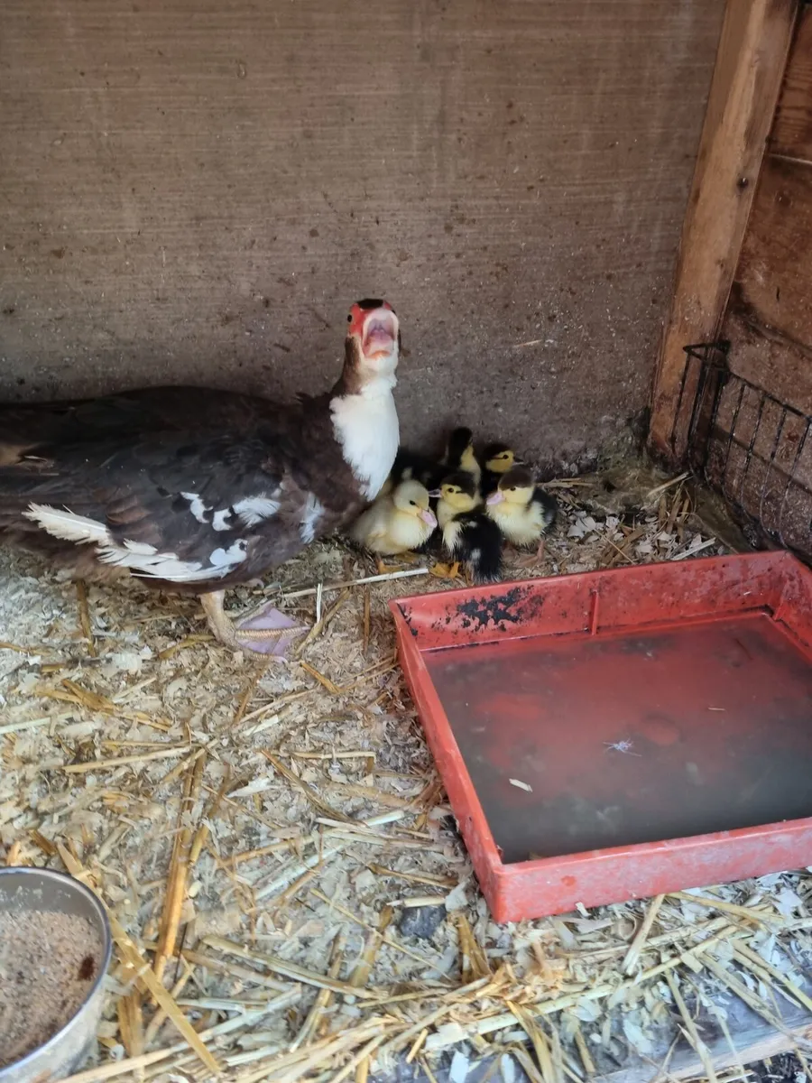 Muscovy duck and ducklings - Image 3