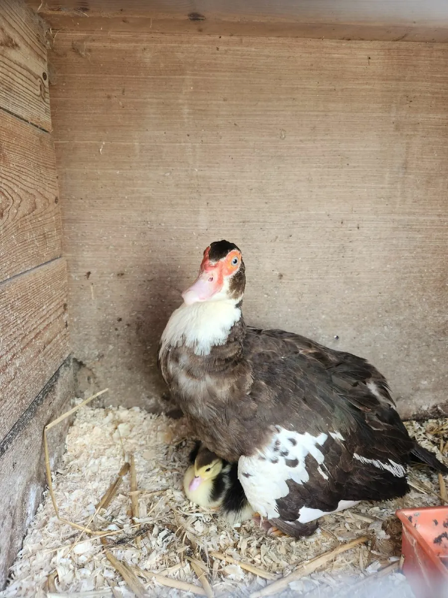 Muscovy duck and ducklings - Image 1