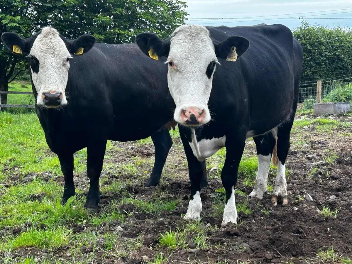 Two Hereford Springers - Image 1