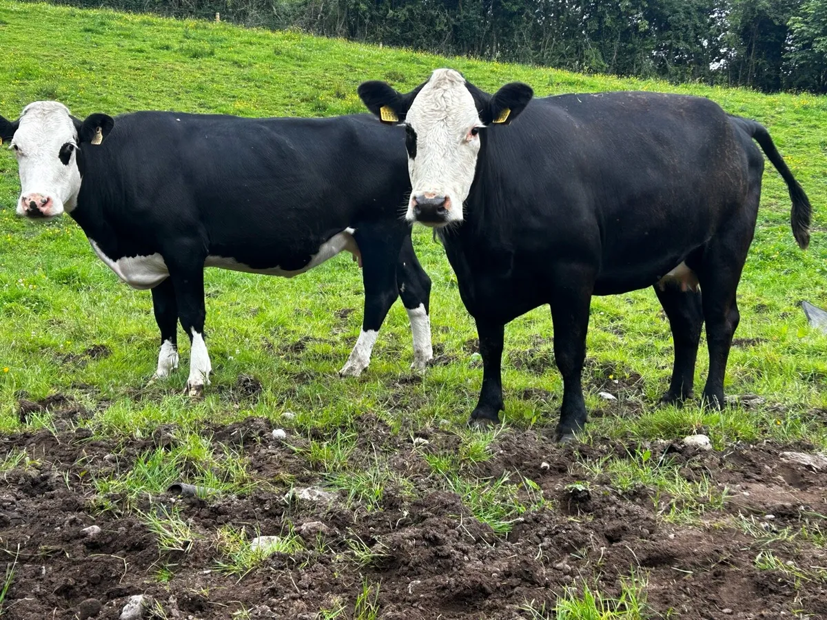 Two Hereford Springers - Image 2