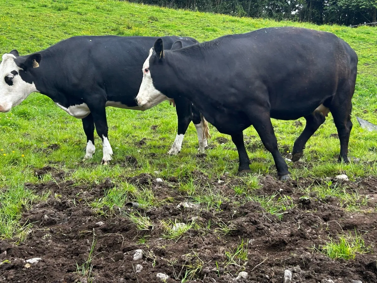 Two Hereford Springers - Image 3