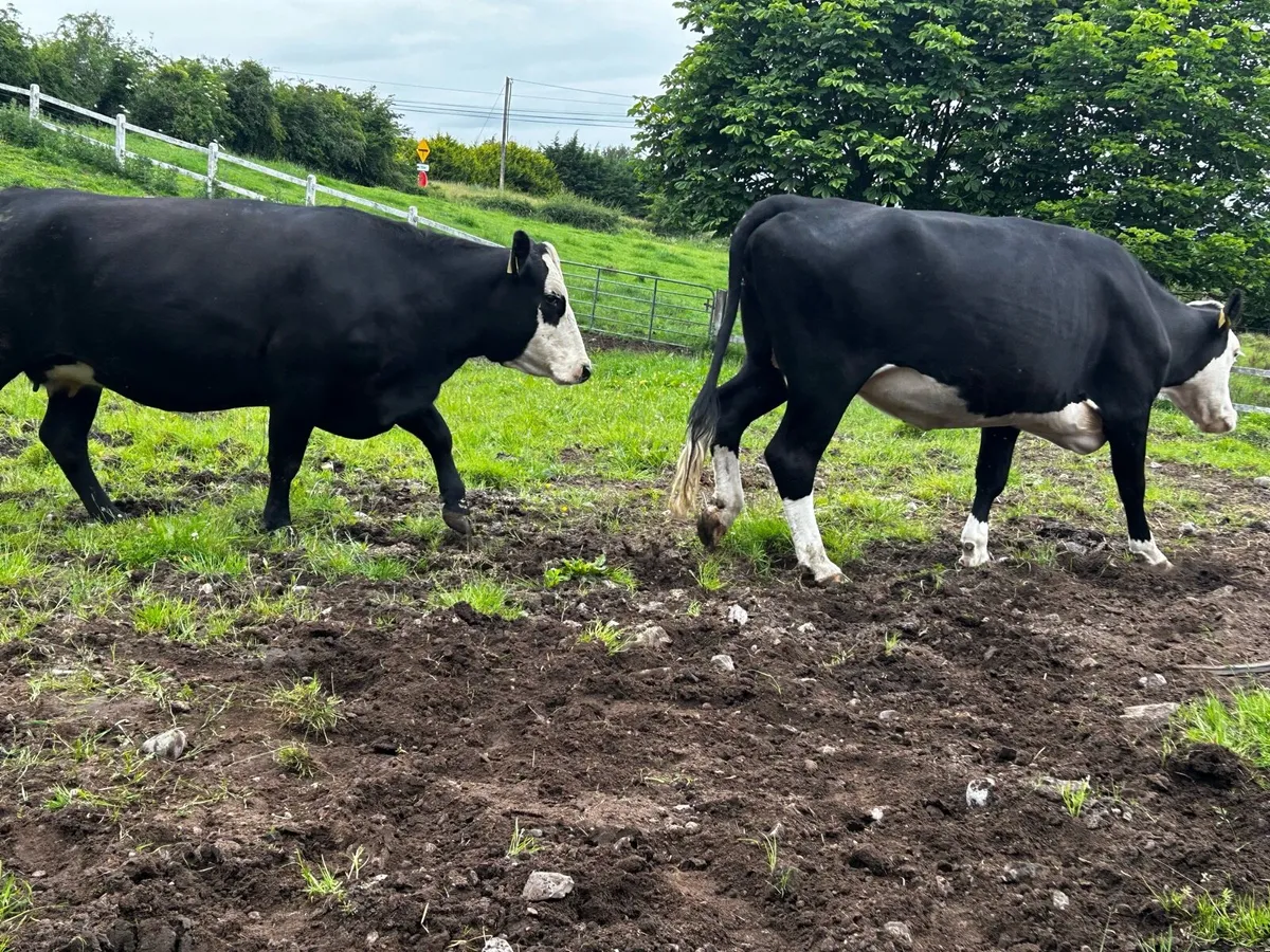 Two Hereford Springers - Image 4