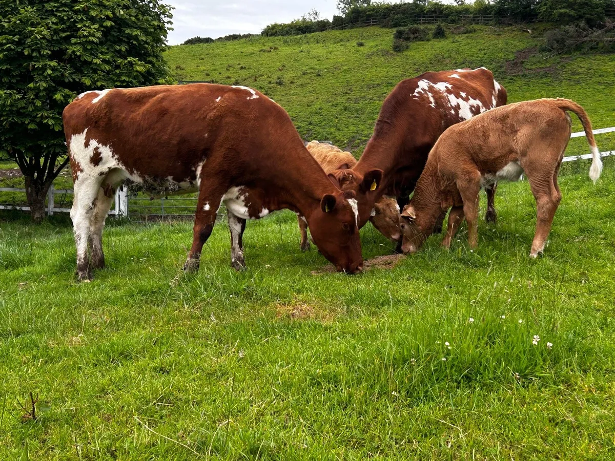 Two Shorthorn Cows & Charolais Heifer Calfs - Image 1