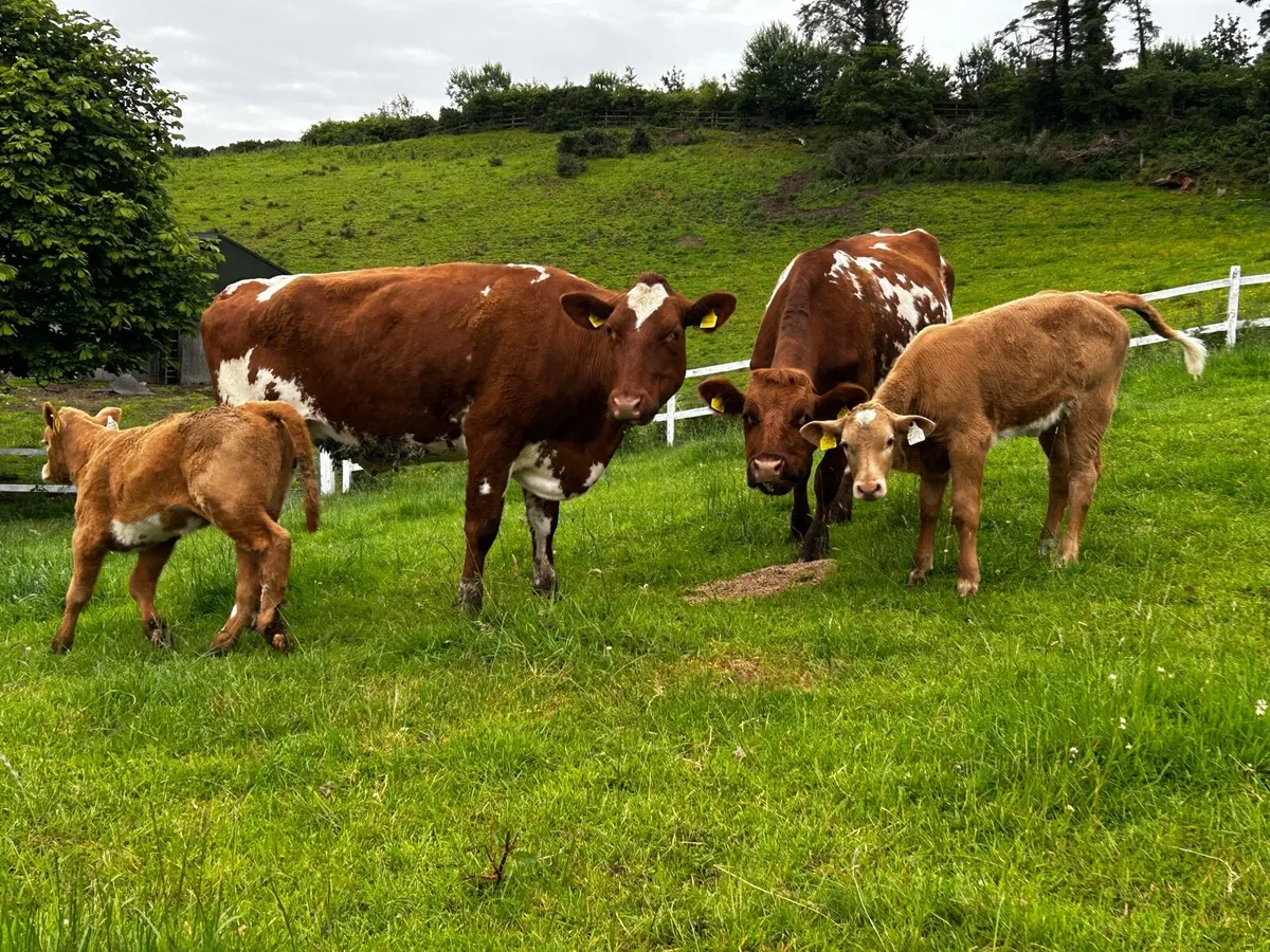 Two Shorthorn Cows & Charolais Heifer Calfs - Image 2