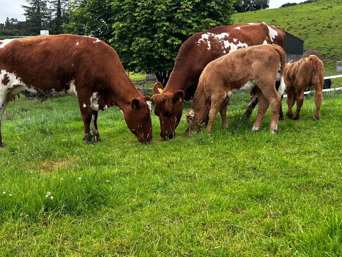 Two Shorthorn Cows & Charolais Heifer Calfs - Image 3
