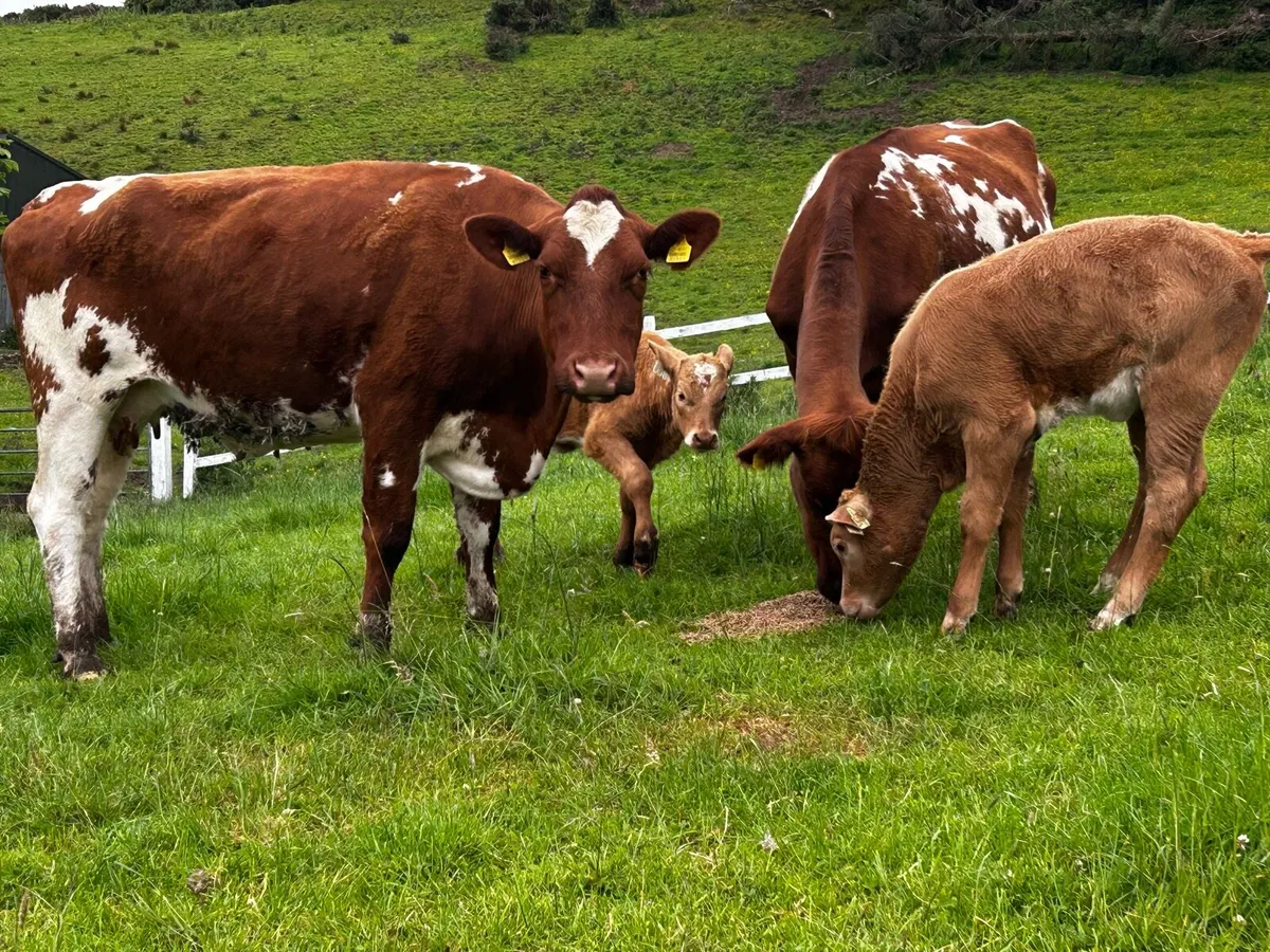 Two Shorthorn Cows & Charolais Heifer Calfs - Image 4