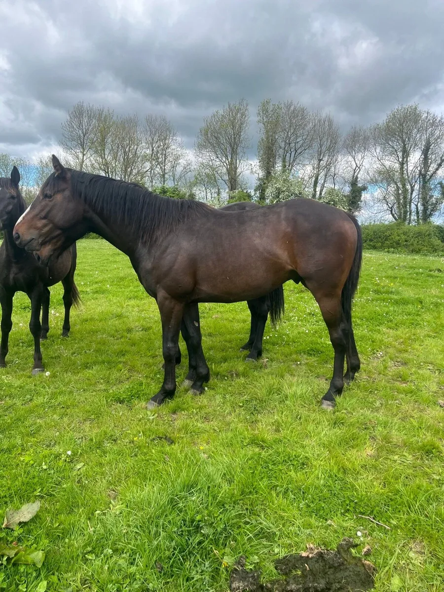 3 Year Old Sporthorse Gelding - Image 1