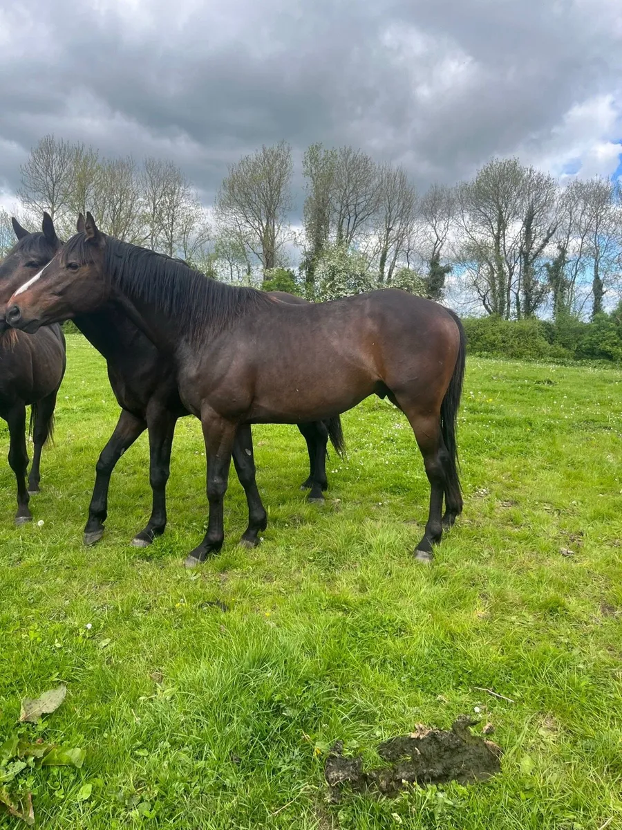 3 Year Old Sporthorse Gelding - Image 2