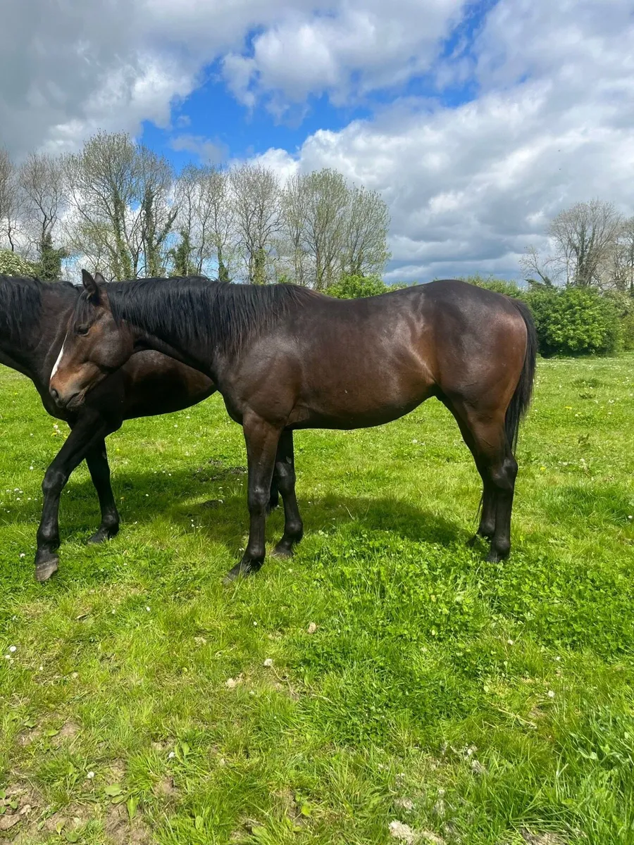 3 Year Old Sporthorse Gelding - Image 3