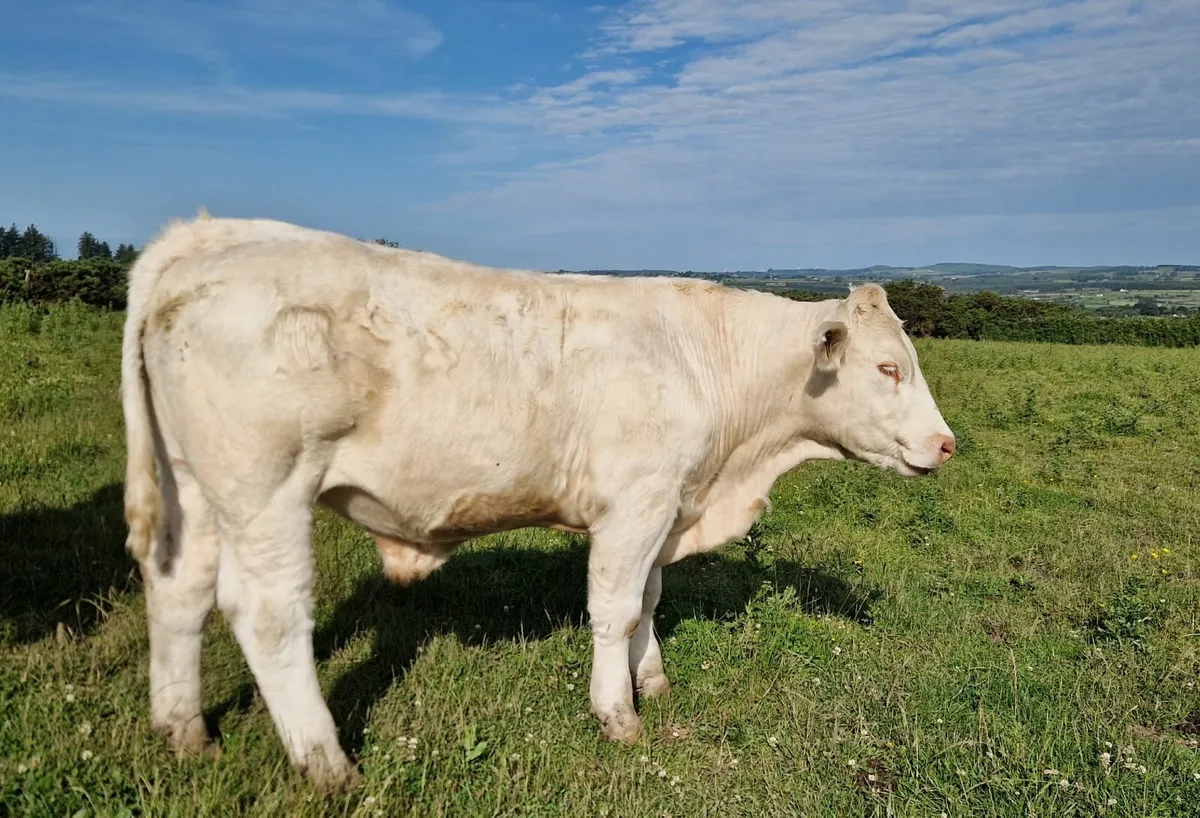 CHX and BBX Bullocks - Image 2
