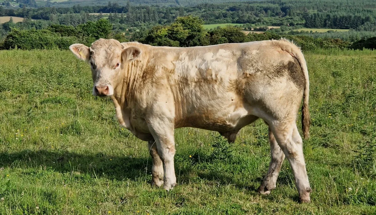 CHX and BBX Bullocks - Image 3