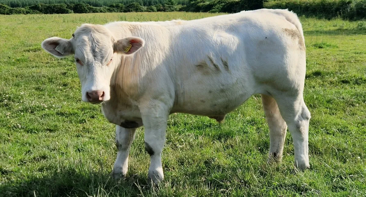 CHX and BBX Bullocks - Image 4