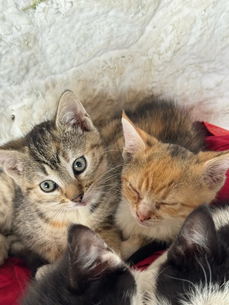 Beautiful Kittens - Image 1