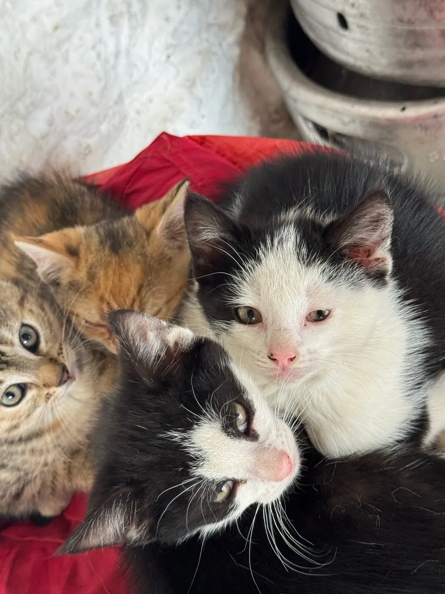 Beautiful Kittens - Image 2