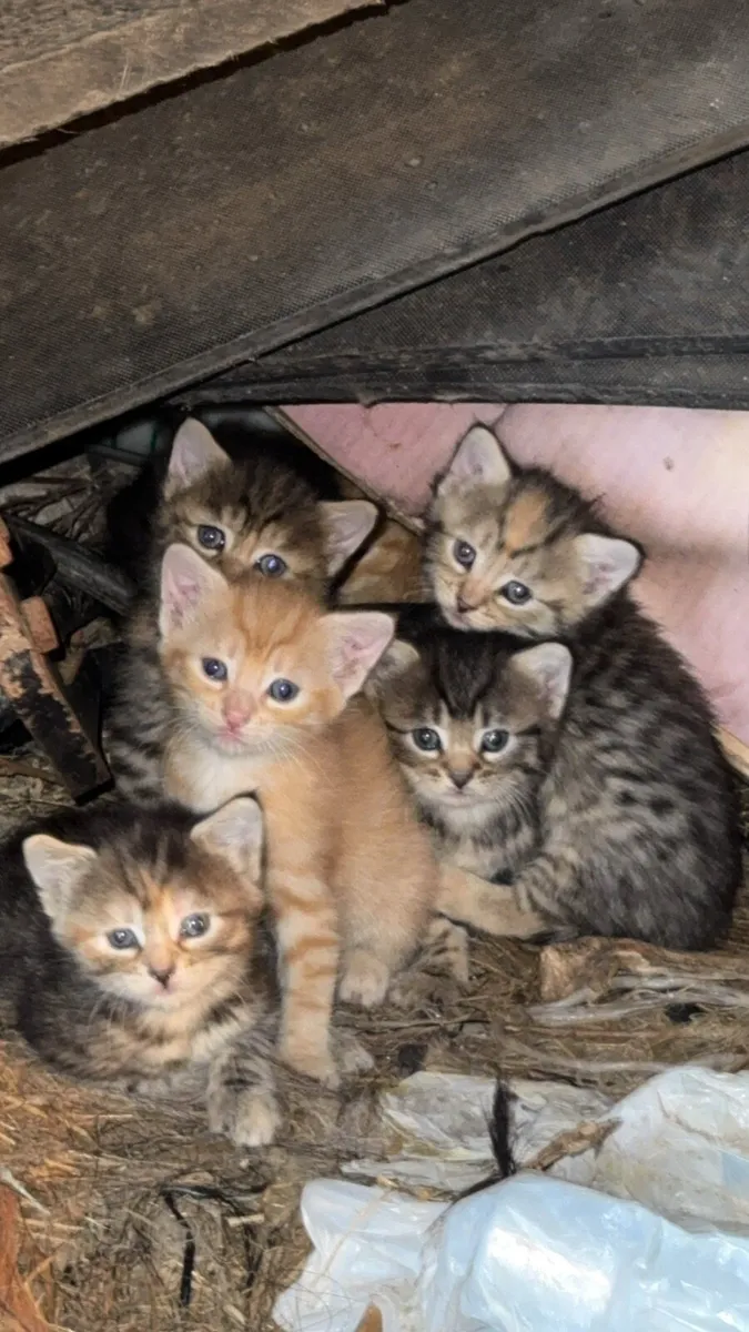 Beautiful Kittens - Image 3