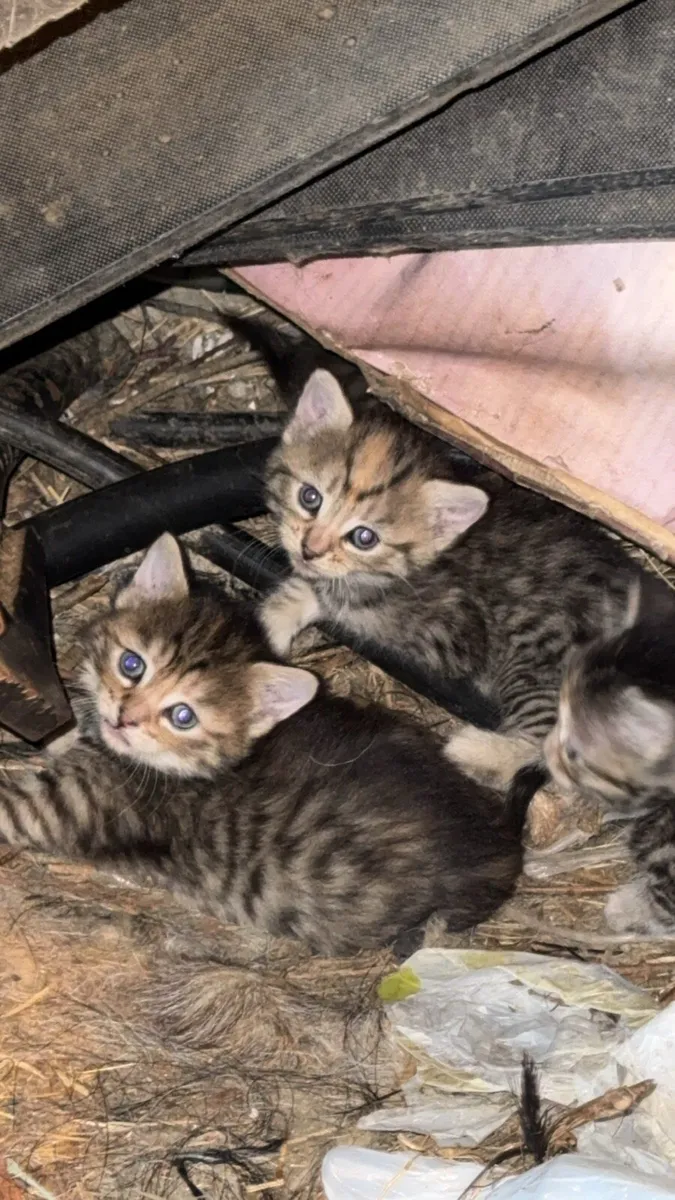 Beautiful Kittens - Image 4