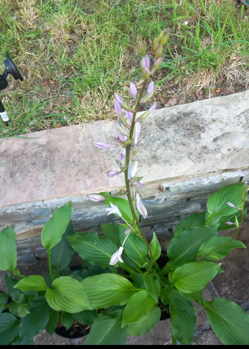 Strong hosta plants - Image 1