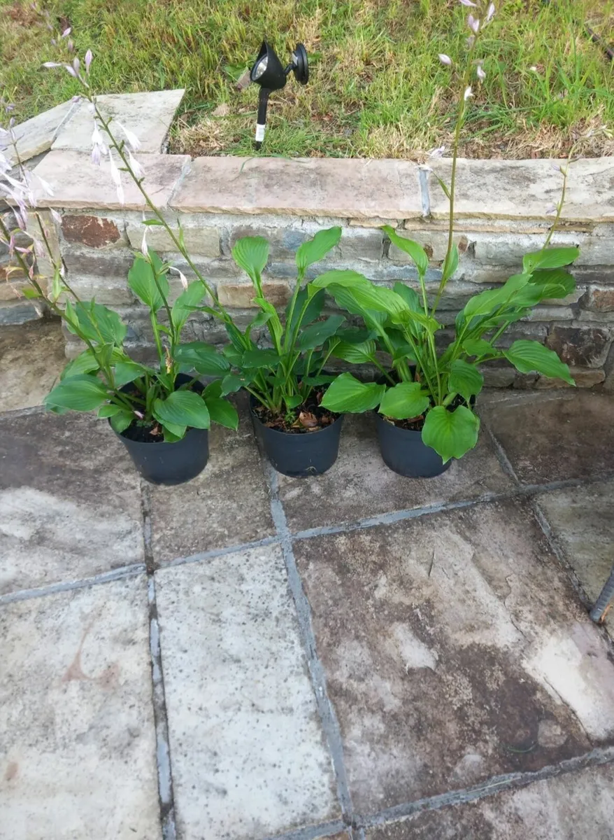 Strong hosta plants - Image 2