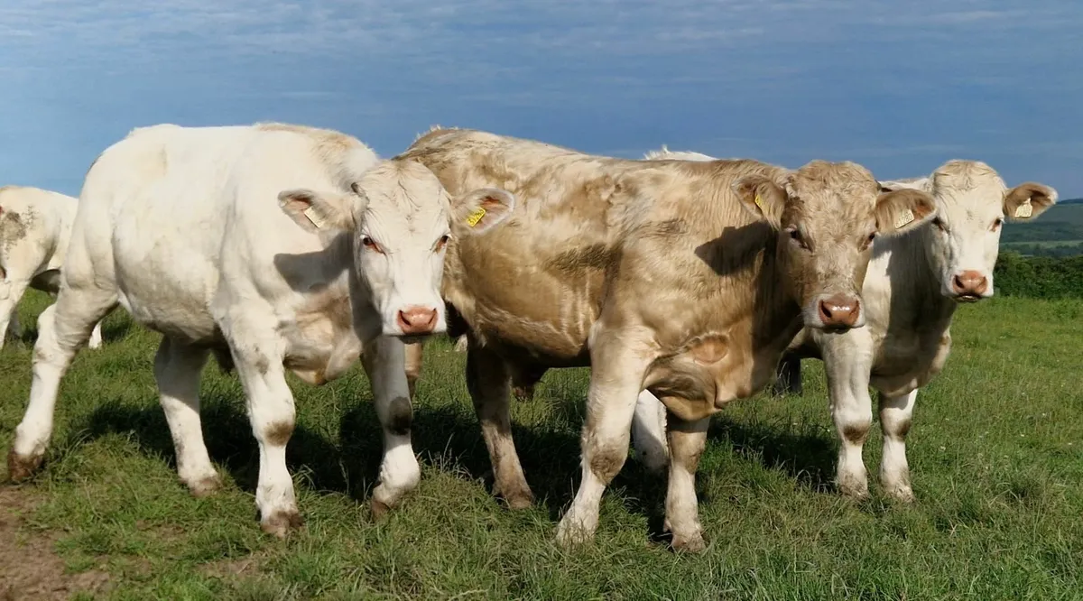 CHX and BBX Bullocks - Image 1