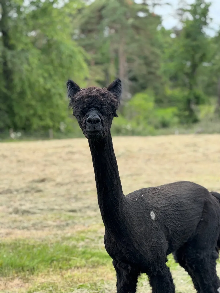 Stud male & female alpacas for sale - Image 1