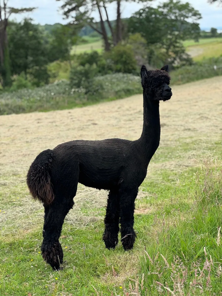 Stud male & female alpacas for sale - Image 2