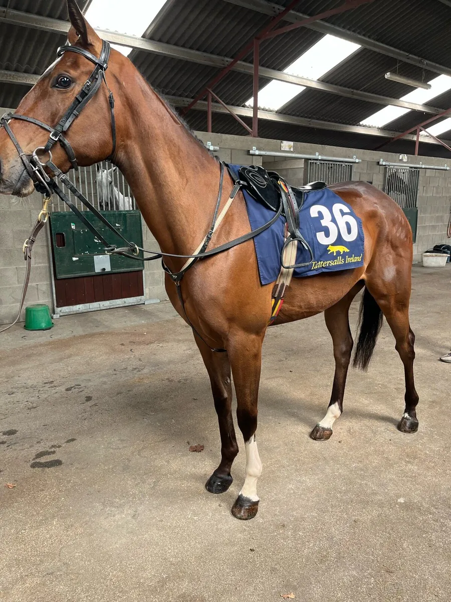 16.2 4yo tb gelding