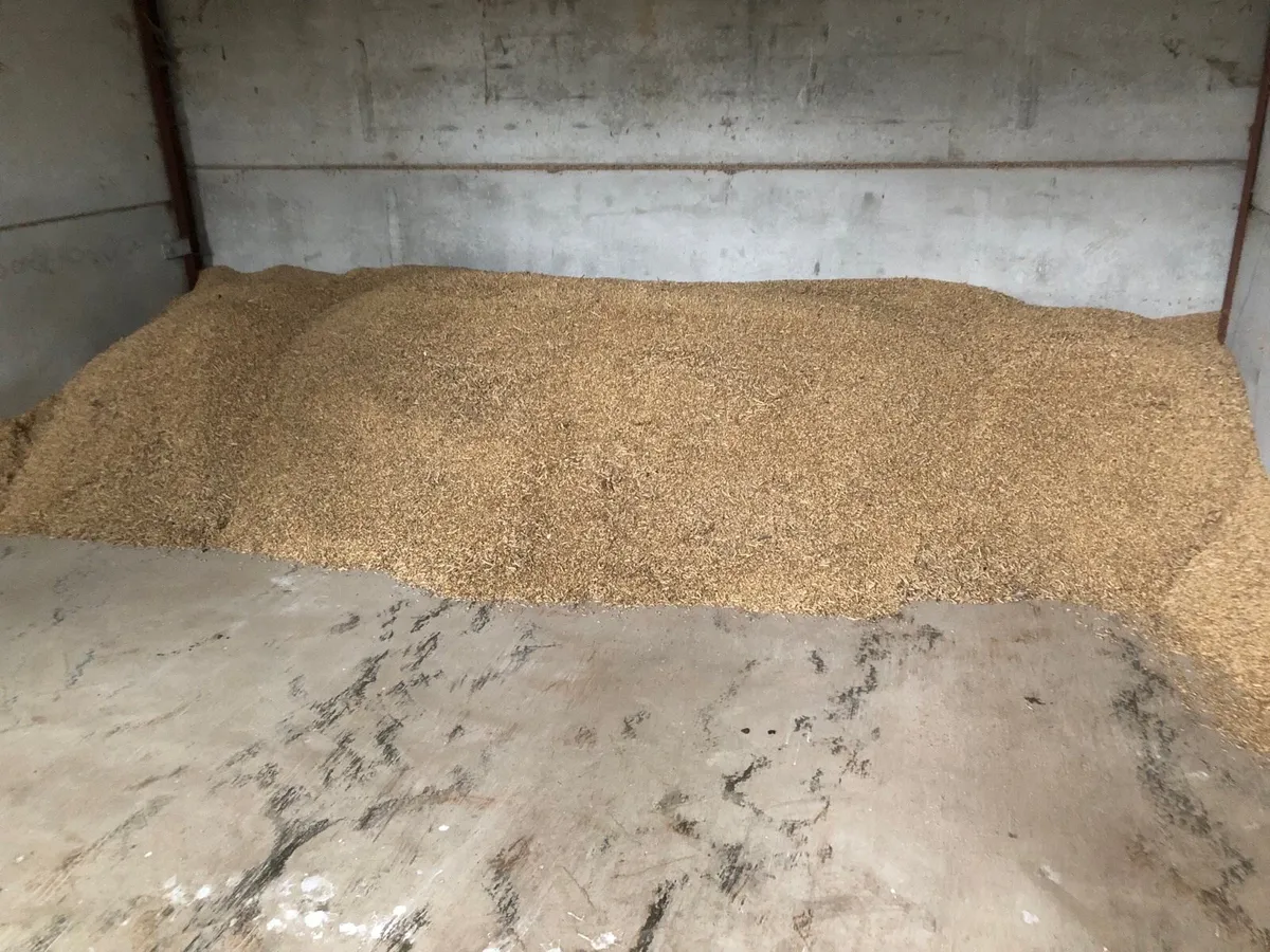 Barley