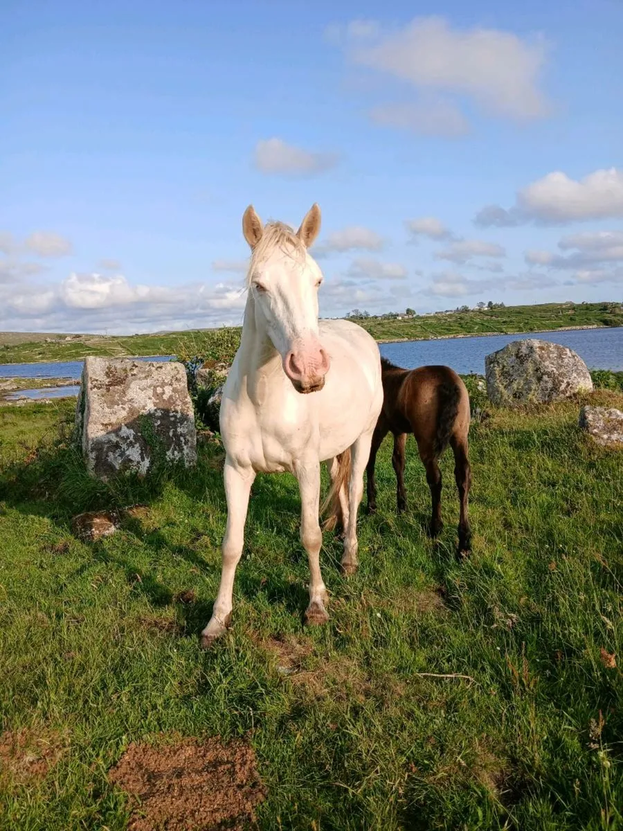 Connemara pony - Image 1