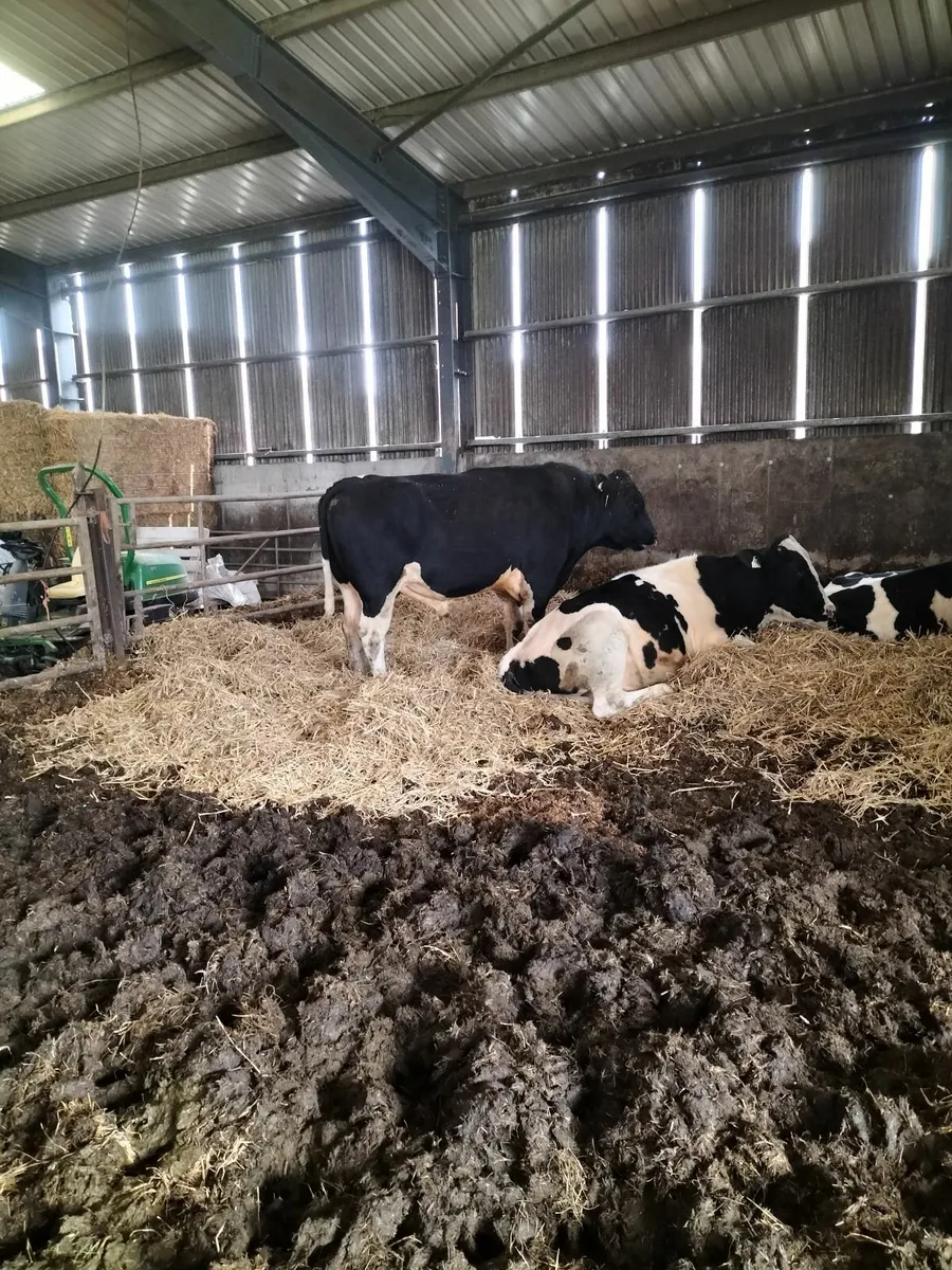Friesian Bull - Image 1
