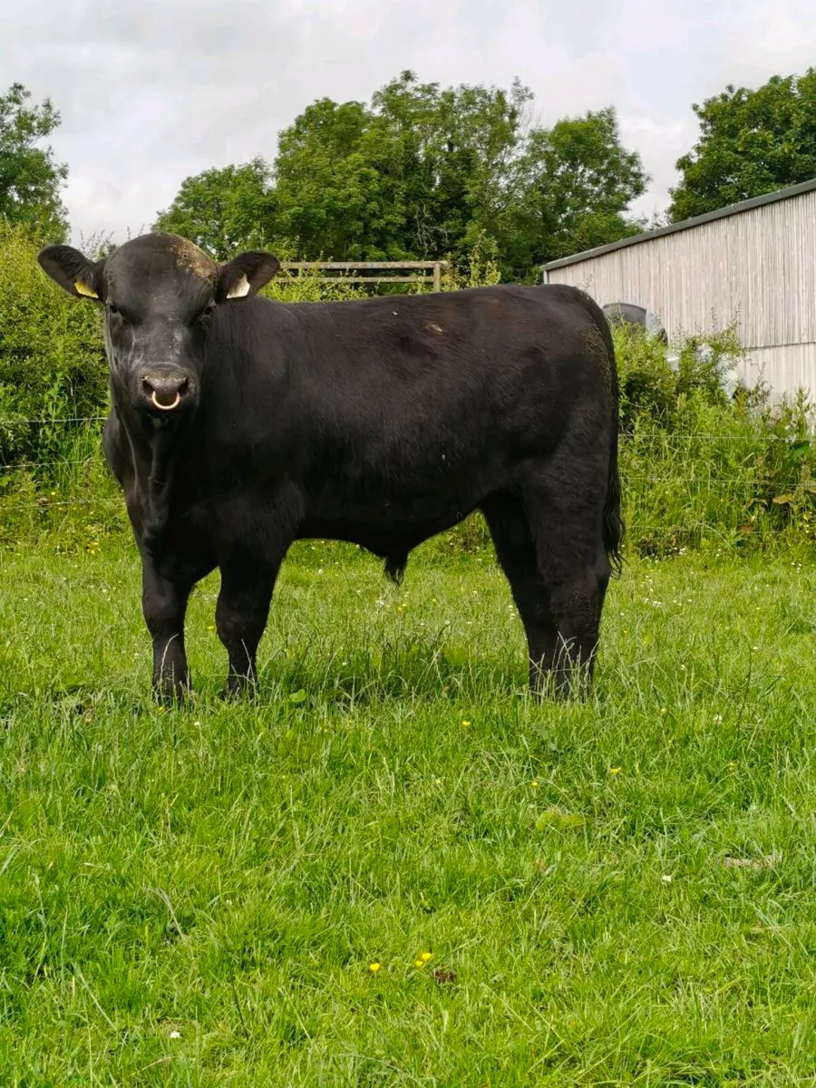 Quality Angus bull - Image 3
