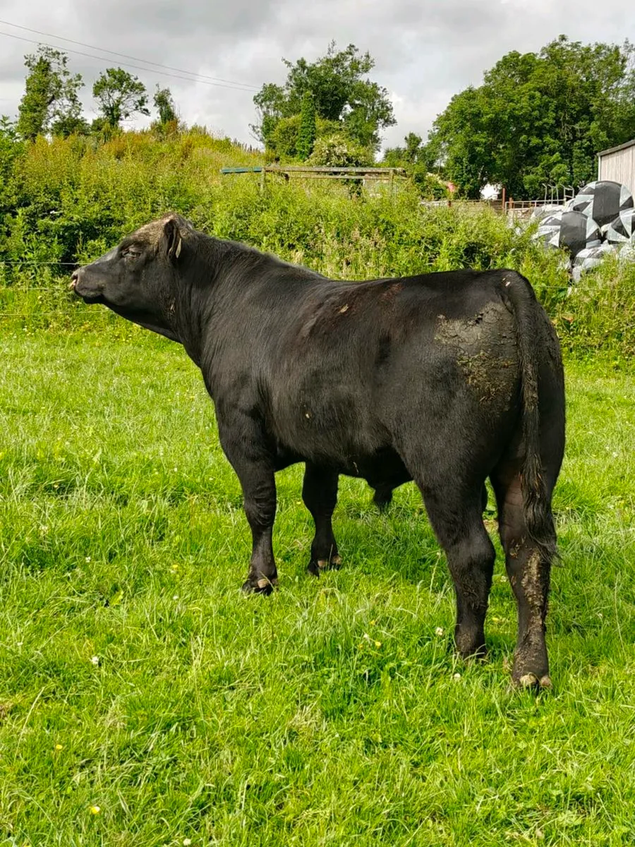 Quality Angus bull - Image 1