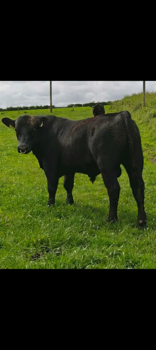 Quality Angus bull - Image 2