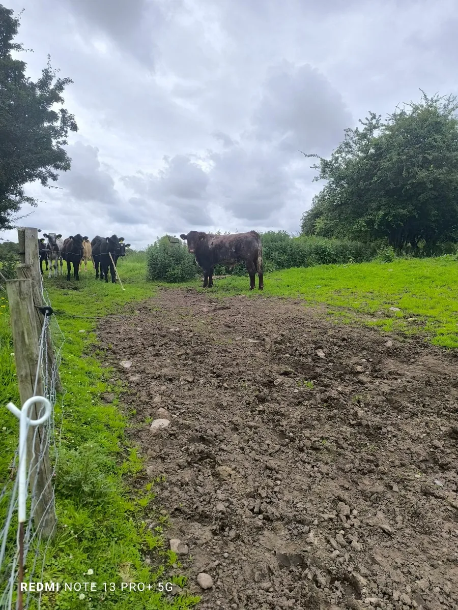 P b shorthorn bull - Image 1