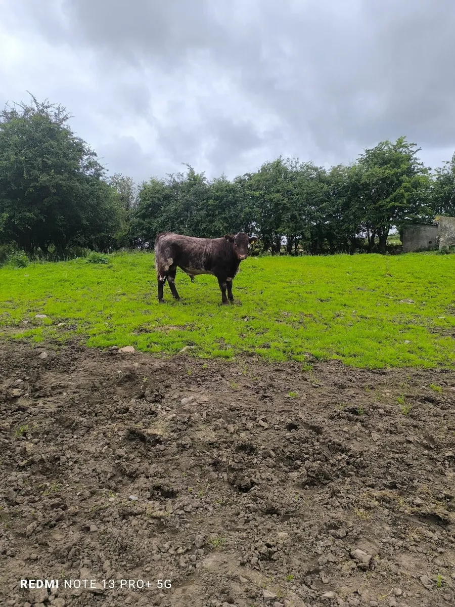 P b shorthorn bull - Image 4