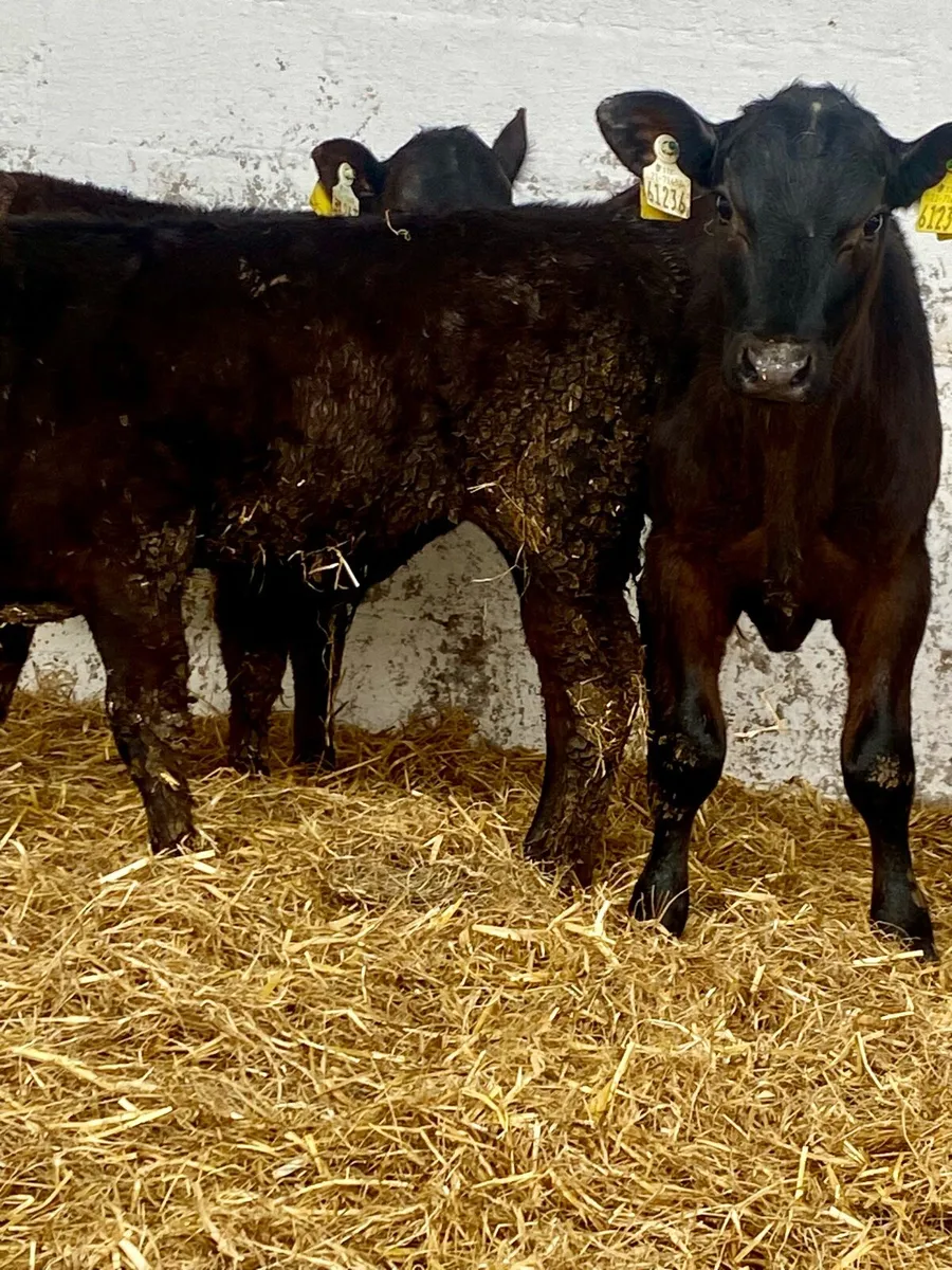 3 SERIOUS QUALITY ABERDEEN ANGUS BULL RUNNERS - Image 1