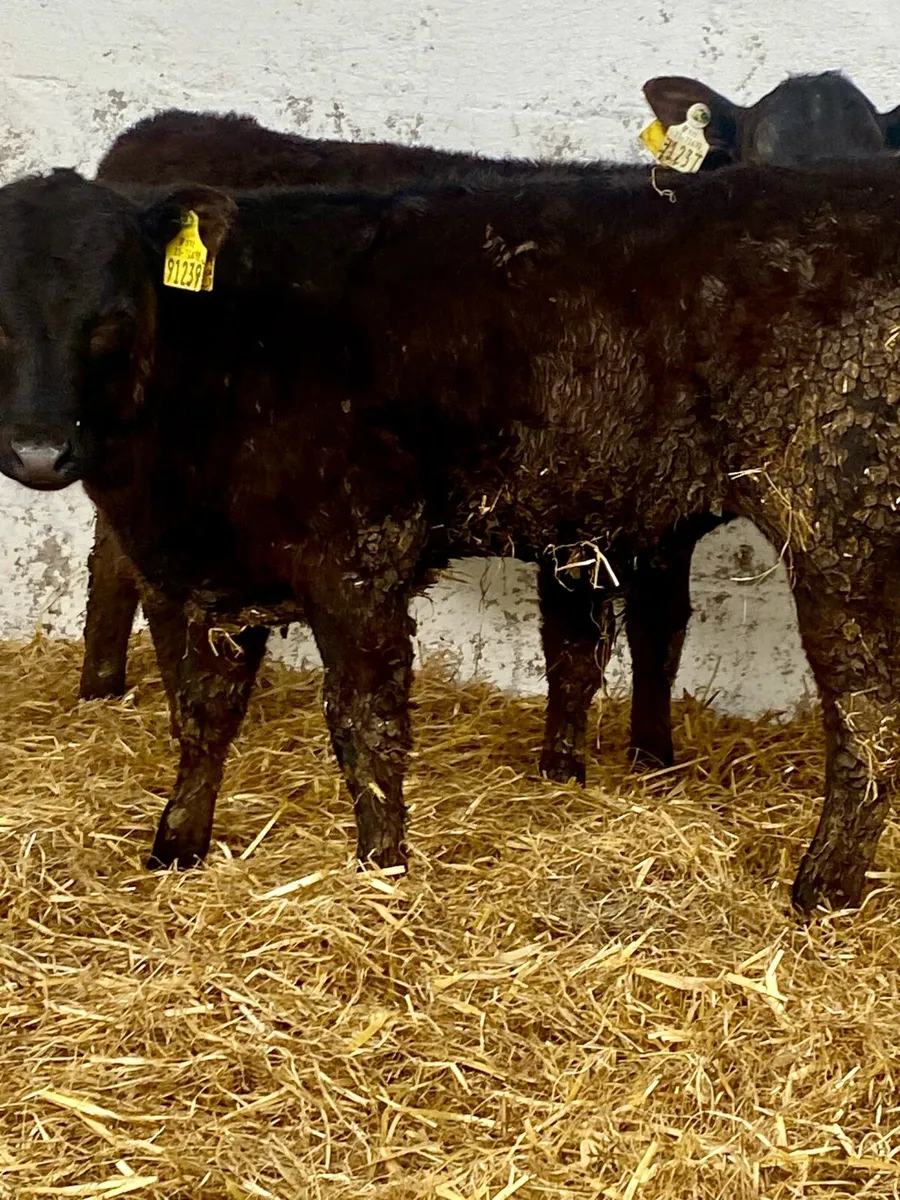 3 SERIOUS QUALITY ABERDEEN ANGUS BULL RUNNERS - Image 2
