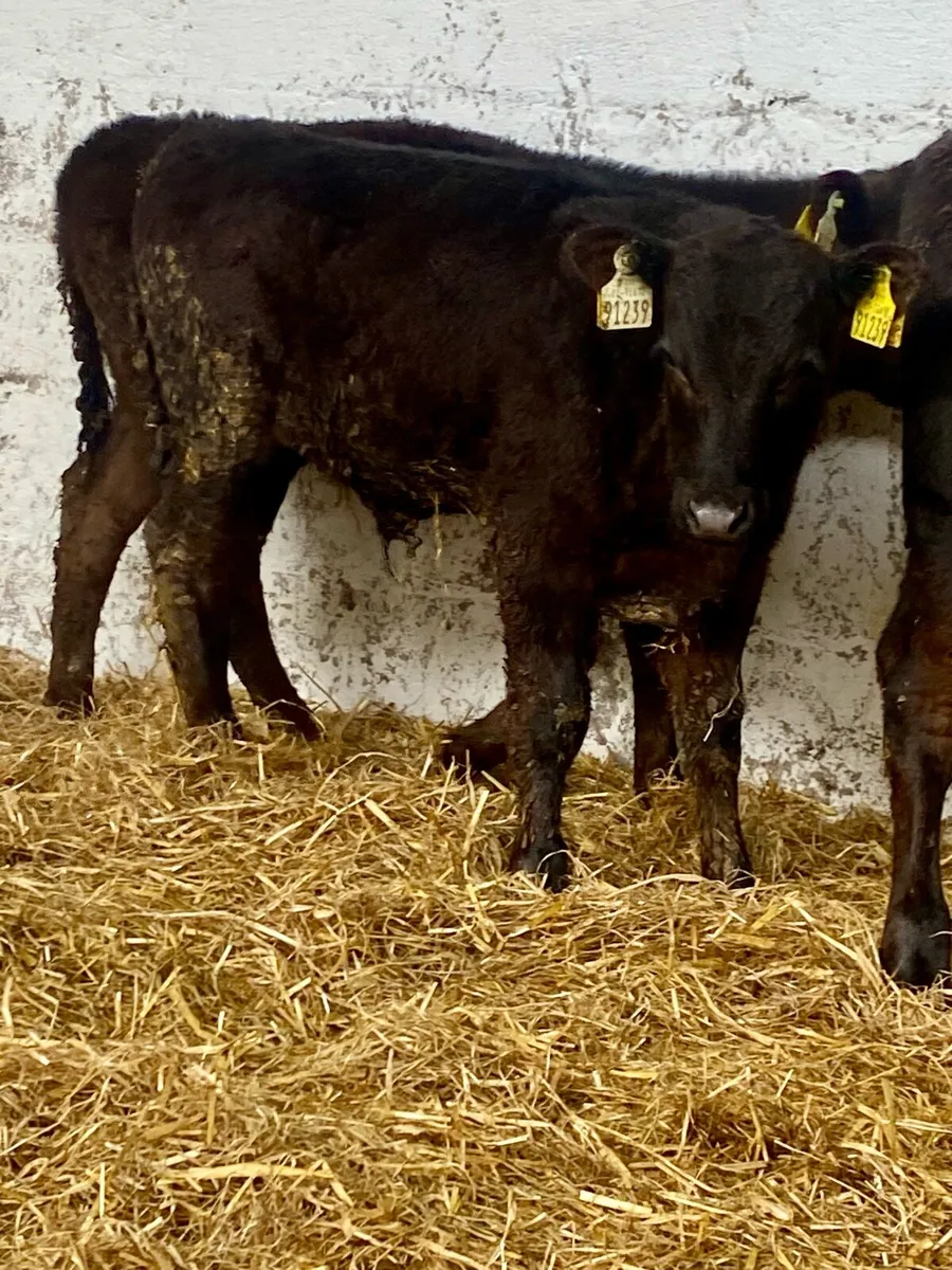 3 SERIOUS QUALITY ABERDEEN ANGUS BULL RUNNERS - Image 3
