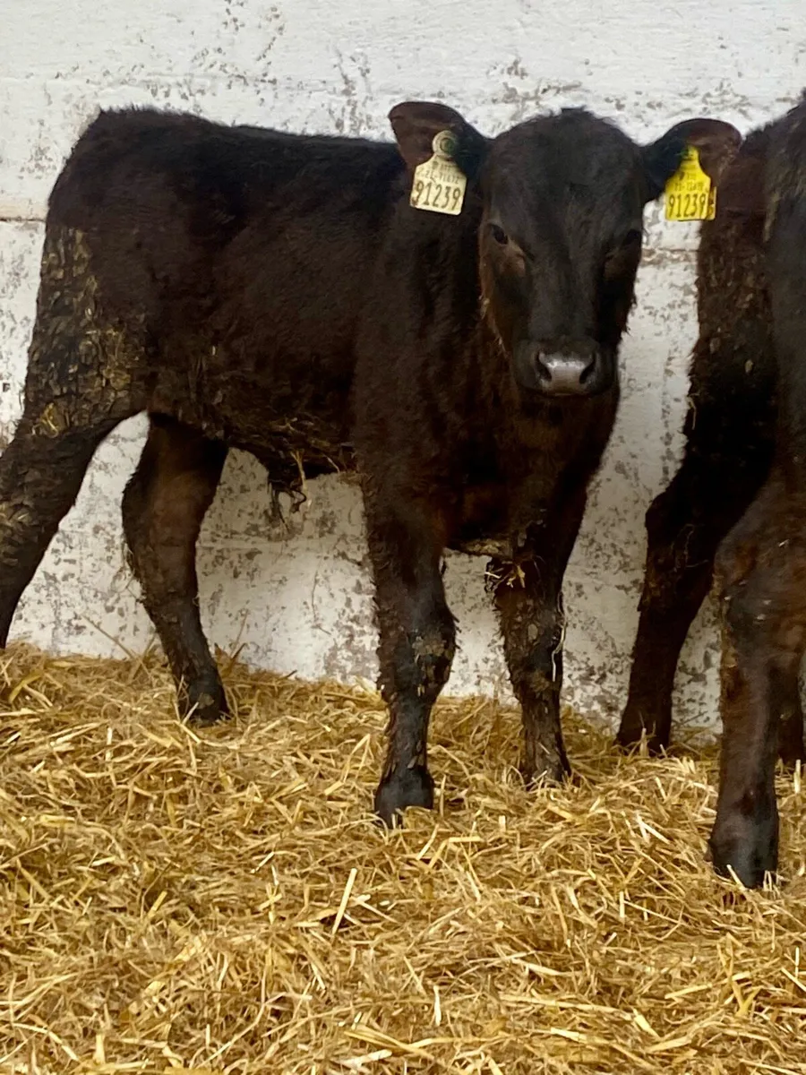 3 SERIOUS QUALITY ABERDEEN ANGUS BULL RUNNERS - Image 4