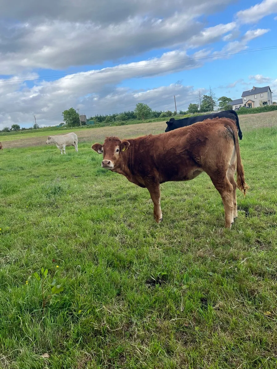 Limousin bulling heifer - Image 2