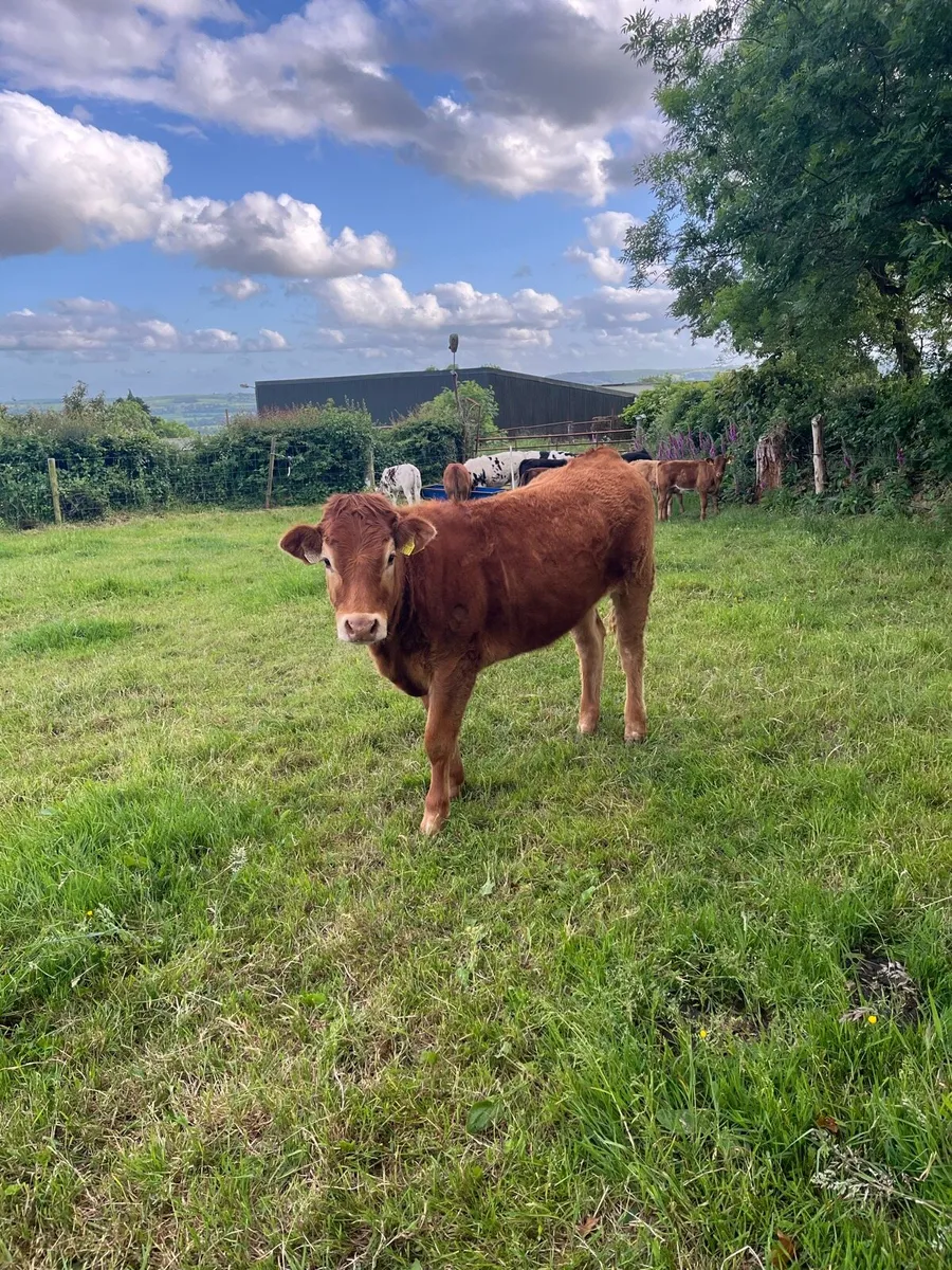 Limousin bulling heifer - Image 1